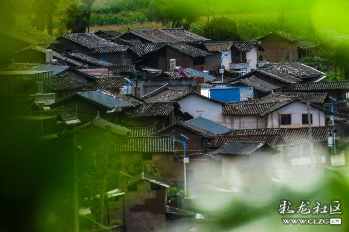 茂密丛林逃生